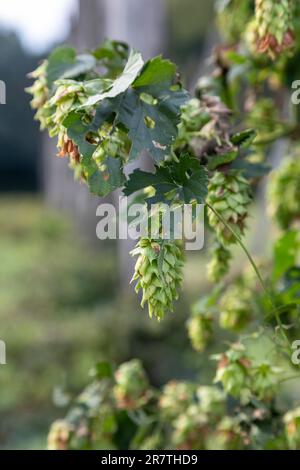 Plainwell, Michigan, The Twisted Hops Farm. A few hops flowers are left after the harvest is complete Stock Photo
