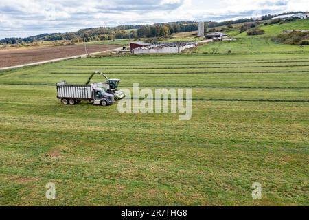 Clymer, New York, Alfalfa harvest on a farm in western New York Stock Photo