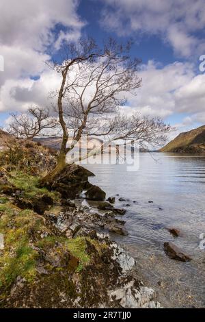 Tree at Ullswater in the Lake District, Cumbria, England Stock Photo