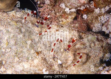 Two specimens of banded coral shrimp (Stenopus hispidus), Fury Shoals reef dive site, Red Sea, Egypt Stock Photo