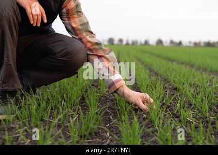Farmer touches the young wheat in the field with his hand. Close-up. Stock Photo