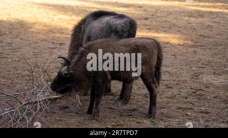 Two wild bisons standing on the grass in a rural landscape Stock Photo