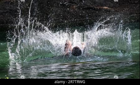 Munich, Germany. 17th June, 2023. A young man refreshes himself in the Eisbach in the English Garden, located in the heart of the Bavarian capital. Credit: Peter Kneffel/dpa/Alamy Live News Stock Photo