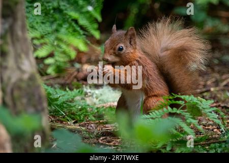Red squirrell (Sciurus vulgaris) in the Queen Elizabeth Forest, Aberfoyle, Scotland, UK. Stock Photo