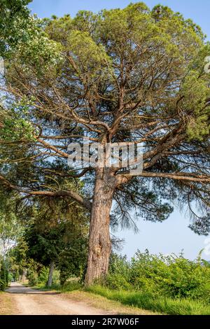 A giant old pine tree on the edge of a dirt road in Fauglia, Pisa, Italy Stock Photo
