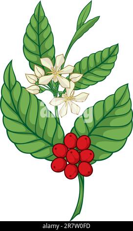 A branch of coffea tree isolated on white background. Stock Vector