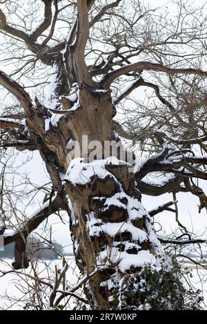 Snow-covered ancient tree in woodland in wintertime in The Cotswolds, Oxfordshire Stock Photo