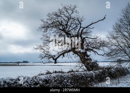 Sloping snow-covered ancient tree partly uprooted in wintertime in Swinbrook in The Cotswolds, Oxfordshire Stock Photo