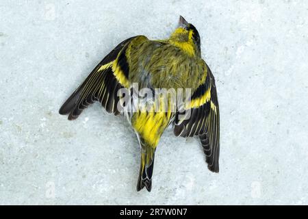 European Siskin bird, Spinus sinus, a finch died in winter weather in England Stock Photo