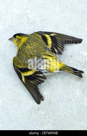 European Siskin bird, Spinus sinus, a finch died in winter weather in England Stock Photo