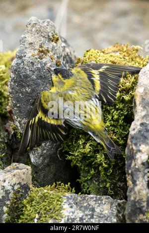 European Siskin bird, Spinus sinus, a dead bird on a moss-covered drystone wall in England Stock Photo