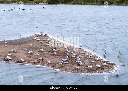 Breeding population of Black-Headed Gulls, Chroicocephalus ridibundus, nesting in springtime in England Stock Photo
