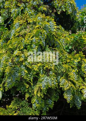 Female cones of Lawson's cypress, Chamaecyparis lawsoniana Stock Photo