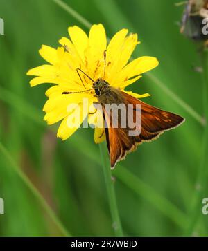 A Large Skipper Butterfly (Ochlodes sylvanus) on a dandelion head in a flower meadow in the Cotswold Hills Gloucestershire UK Stock Photo