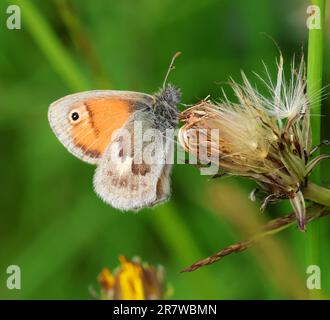 A Small Heath butterfly (Coenonympha pamphilus) on a seed head Gloucestershire UK Stock Photo