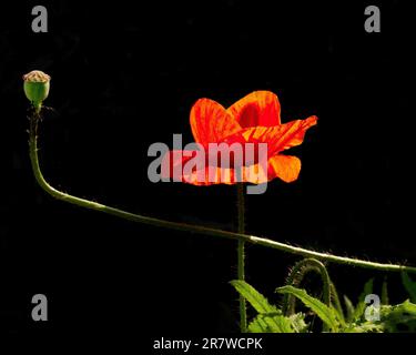 Single poppy flower illuminated by sunlight. Seed pod and green leaves set against a dark background Stock Photo