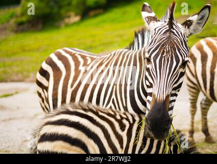 Zebra looking at Camara with her son underneath, in Cabarceno park, Spain Stock Photo