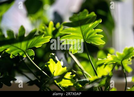 Philodendron Xanadu in afternoon light indoors Stock Photo