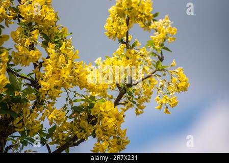 Laburnum anagyroides (syn. Cytisus laburnum), the common laburnum, golden chain or golden rain, is a species of flowering plant in the subfamily Faboi Stock Photo
