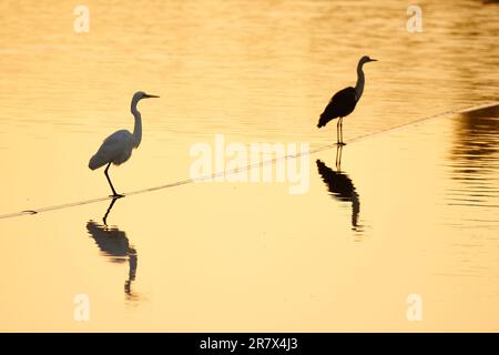 Two large wading birds resting on a semi-submerged pipeline, Horseshoe Billabong, Merbein, Common, Merbein, Victoria, Australia. Stock Photo