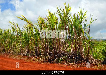 Pineapple plants about to be harvested on a plantation on Hawaii Stock Photo