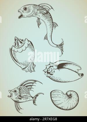 Sea shells. Hand drawn marine sketch style drawing isolated elements ...