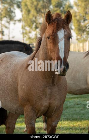 Criollo horses in the countryside of Uruguay. Stock Photo