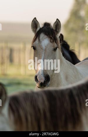 Criollo horses in the countryside of Uruguay. Stock Photo