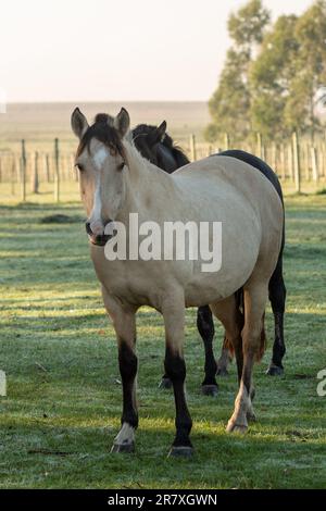 Criollo horses in the countryside of Uruguay. Stock Photo