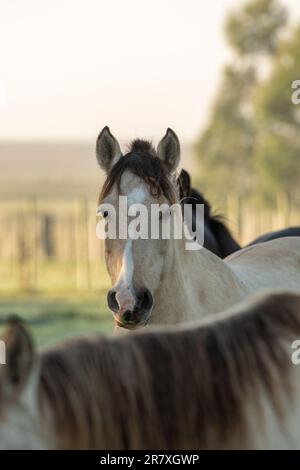 Criollo horses in the countryside of Uruguay. Stock Photo