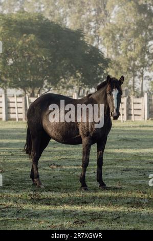 Criollo horses in the countryside of Uruguay. Stock Photo