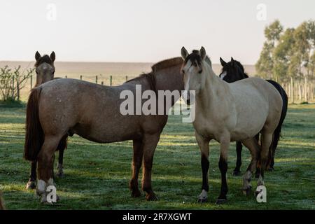 Criollo horses in the countryside of Uruguay. Stock Photo