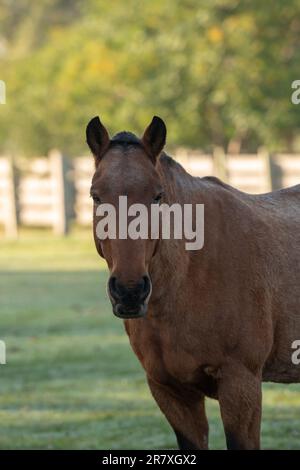 Criollo horses in the countryside of Uruguay. Stock Photo