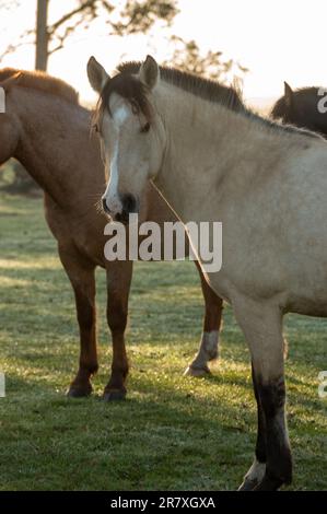 Criollo horses in the countryside of Uruguay. Stock Photo