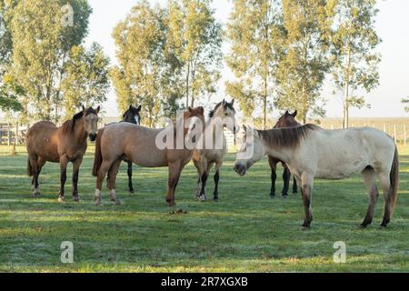 Criollo horses in the countryside of Uruguay. Stock Photo