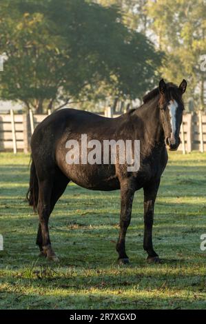 Criollo horses in the countryside of Uruguay. Stock Photo