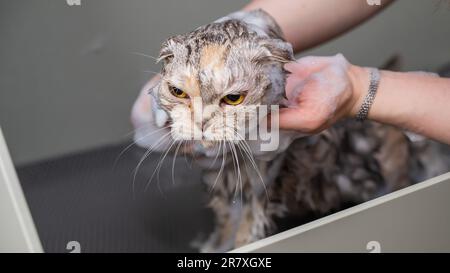 Woman shampooing a tabby gray cat in a grooming salon.  Stock Photo