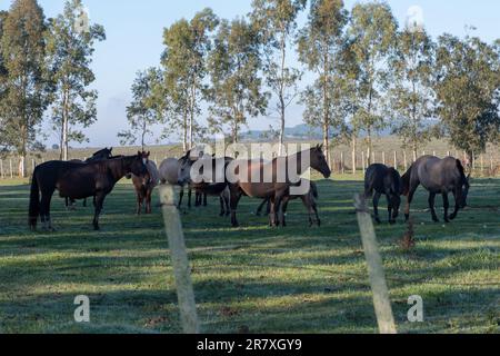 Criollo horses in the countryside of Uruguay. Stock Photo