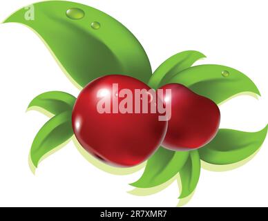 red berry, this illustration may be useful as designer work Stock Vector