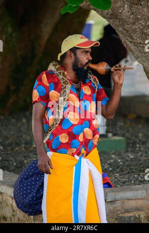 Galle, Sri Lanka - 02 15 2022: Snake charmer playing flute, while carrying a python around the shoulders. Stock Photo