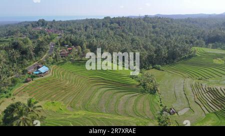 Beautifl aerial view of rice fields in Ubud Bali Indonesia Stock Photo ...