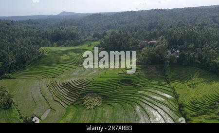 Beautifl aerial view of rice fields in Ubud Bali Indonesia Stock Photo ...