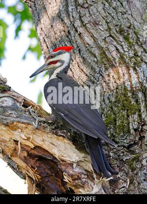 Pileated woodpecker portrait sitting on a tree trunk into the forest, Quebec, Canada Stock Photo