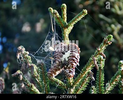 Spider webs on top of cone tree Stock Photo