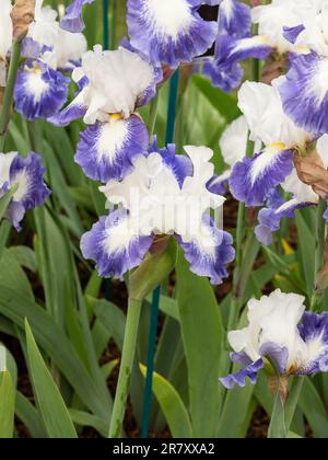 Bearded Irises growing and in full bloom Stock Photo