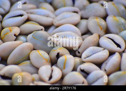 Close up shot of Sea shells on a beach Stock Photo