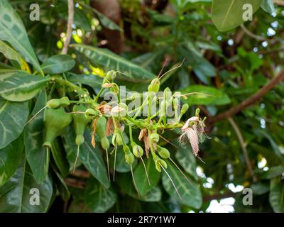 Keben, Barringtonia asiatica flowers, fish poison tree, sea poison tree, mangrove tree Stock Photo
