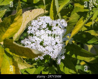 SAMBUCUS NIGRA is aspecies complex of flowering plants,common names include elder,elderberry,European elderberry, Stock Photo