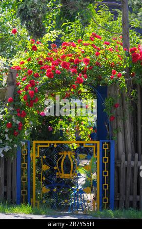 Red climbing roses in the garden, rose arch, garden gate, rose garden in Oberderdingen Stock Photo