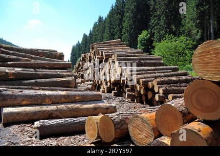 Fallen tree trunks on a forest path, near in the Black Forest, Baden-Wuerttemberg, Germany Stock Photo